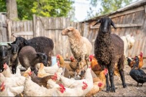 Easy to Raise Farm Animals