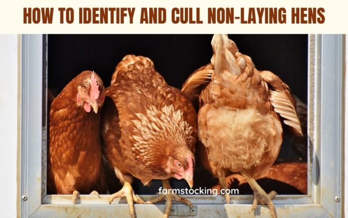 Cull Non-Laying Hens