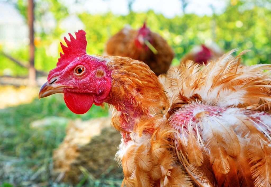 Lice effect in chickens