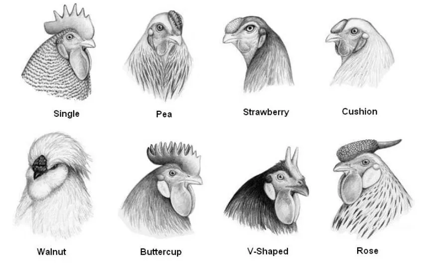 Chicken comb types