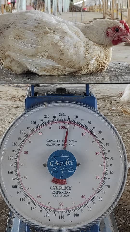 Big broiler on a weighing scale