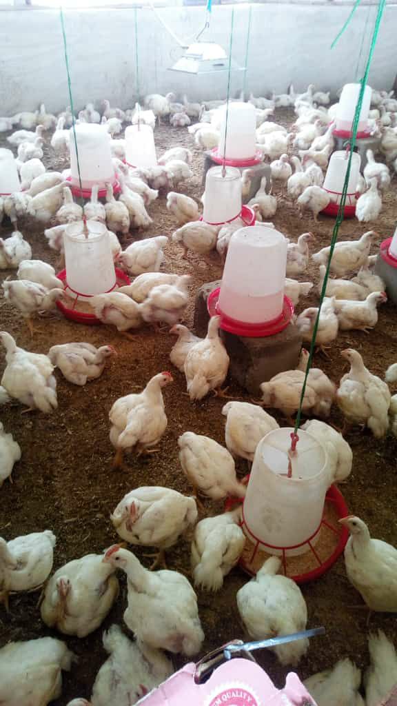 Broiler chickens in a pen