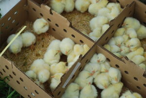 Chicks in a carton