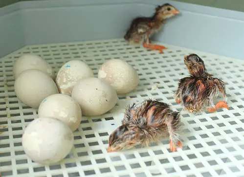 Guinea Fowl Egg Incubation Calculator