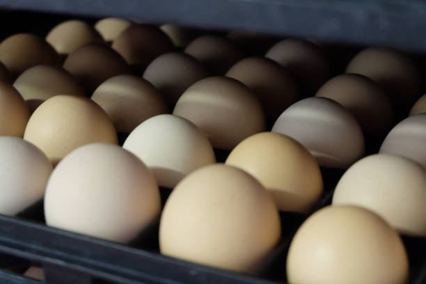 chicken egg incubation calculator