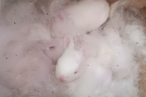 Rabbit kits in a nesting box