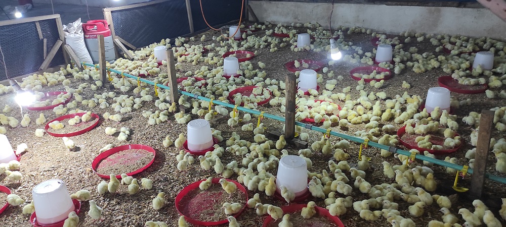 broiler chicks in a brooding house