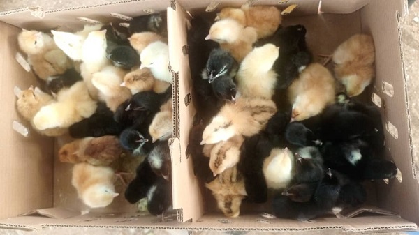 Kuroiler chicks