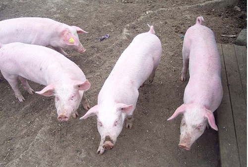 Landrace weaners
