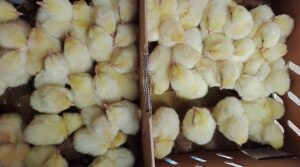 price of day old broiler in Ibadan