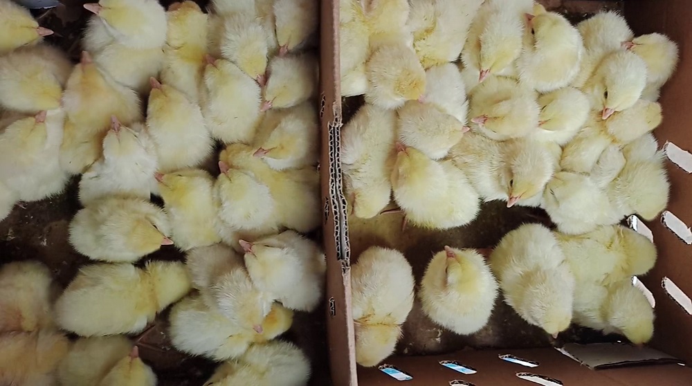 price of day old broiler in Ibadan